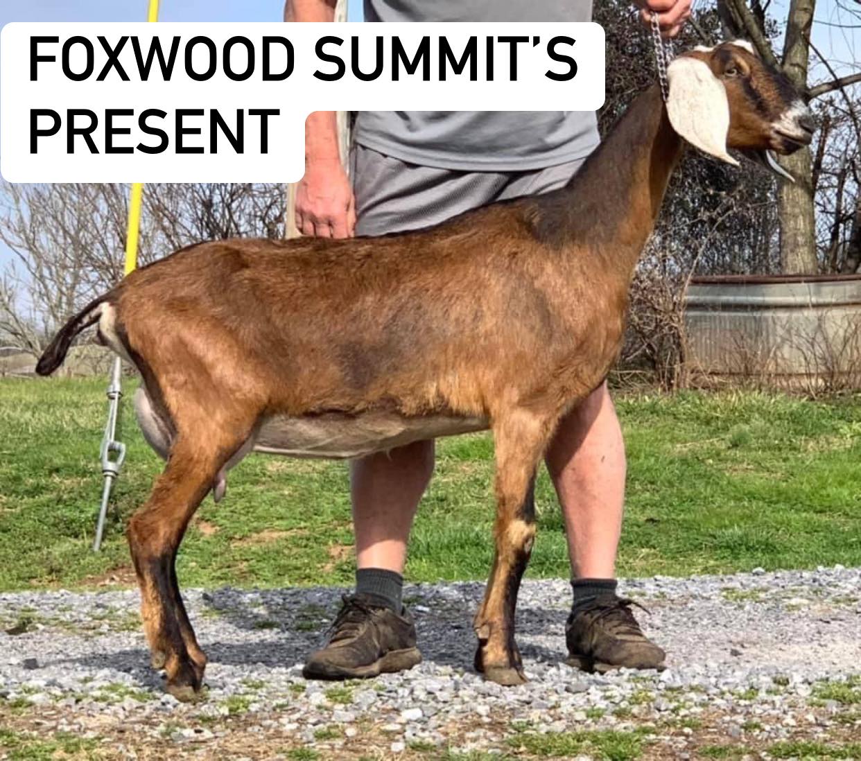 Foxwood Summit's Present