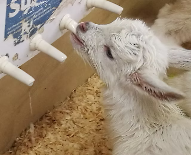 Dairy goat kid drinking from a bottle feeder in a barn