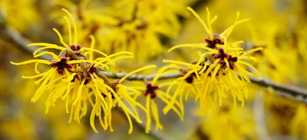 Witch hazel in bloom at Ginger Bee Farm in early spring