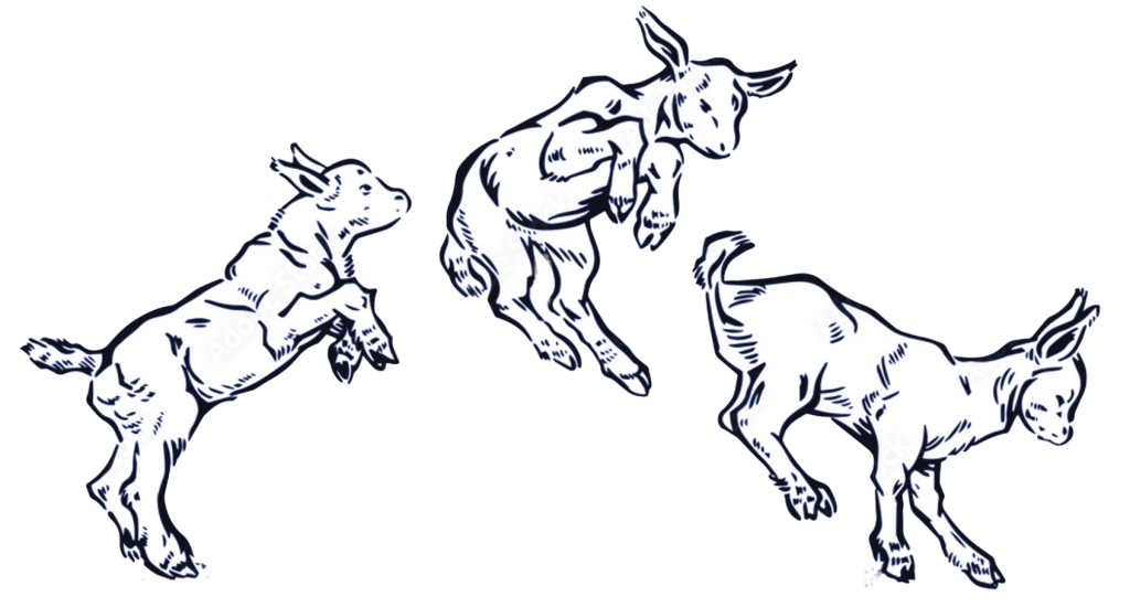 Young dairy goat kids leaping and playing together at Ginger Bee Farm