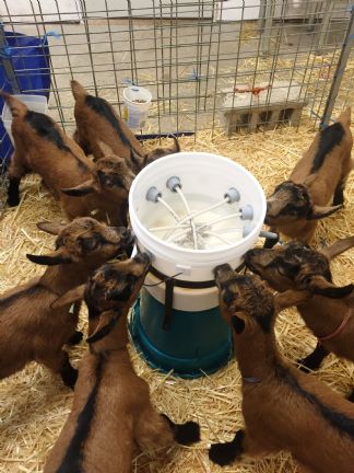Bucket feeder used for measured dairy goat rations at Ginger Bee Farm