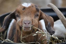 Dairy goat kid eating hay from a barn feeder