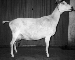LaMancha dairy goat doe at Ginger Bee Farm in Plaistow, New Hampshire