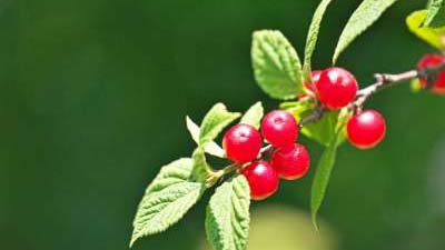 Nanking cherry shrubs growing at Ginger Bee Farm in Plaistow, NH