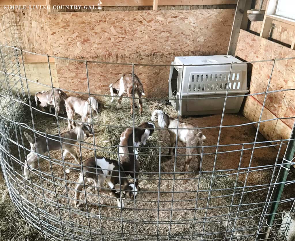 Young dairy goat kids in a safe indoor play area