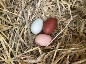 Fresh eggs in a nest at Ginger Bee Farm