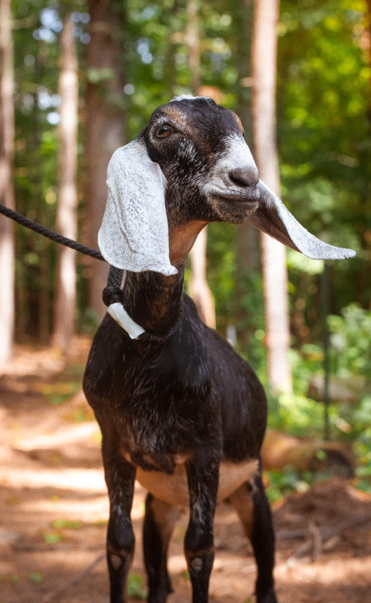 Choux, Nubian dairy goat at Ginger Bee Farm