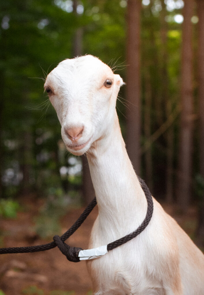 Cora, dairy goat kid at Ginger Bee Farm