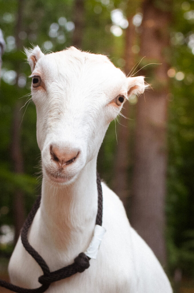 Dorothy, dairy goat at Ginger Bee Farm