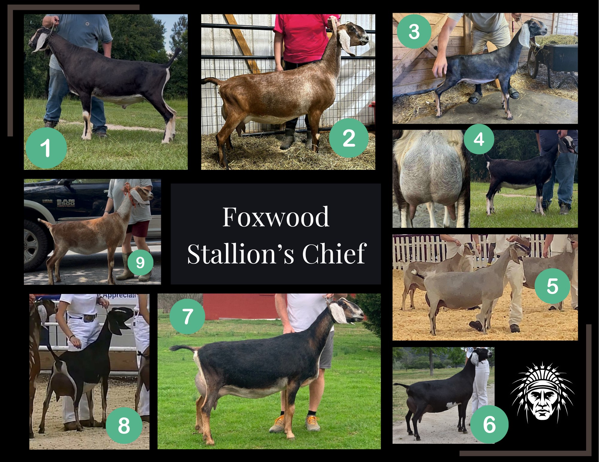 Foxwood Stallion's Chief
