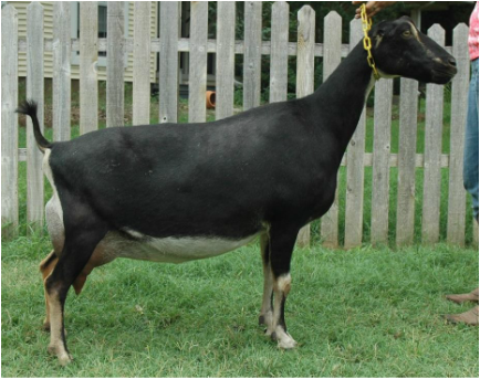 GCH Dream-Fire Princess Warrior