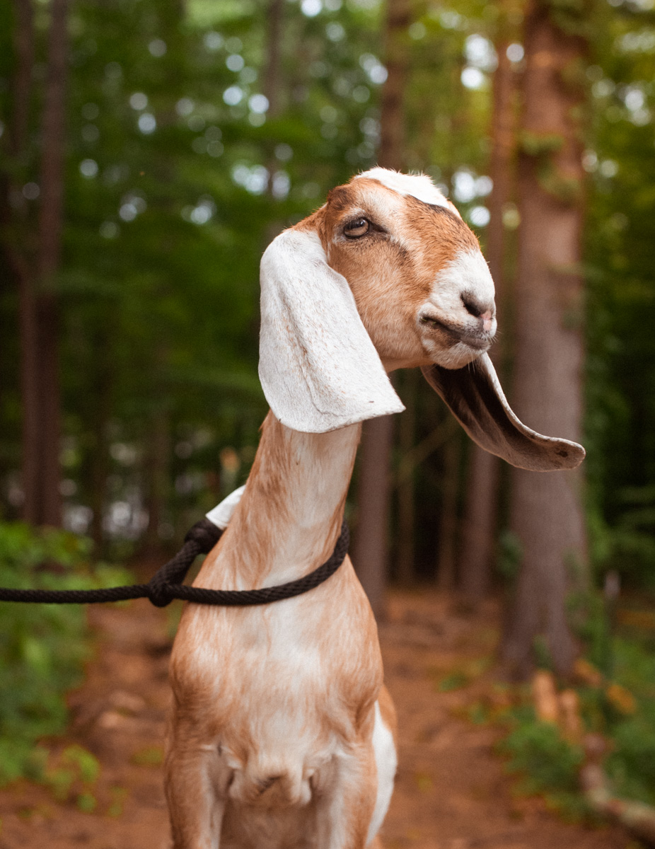 Kate, dairy goat at Ginger Bee Farm