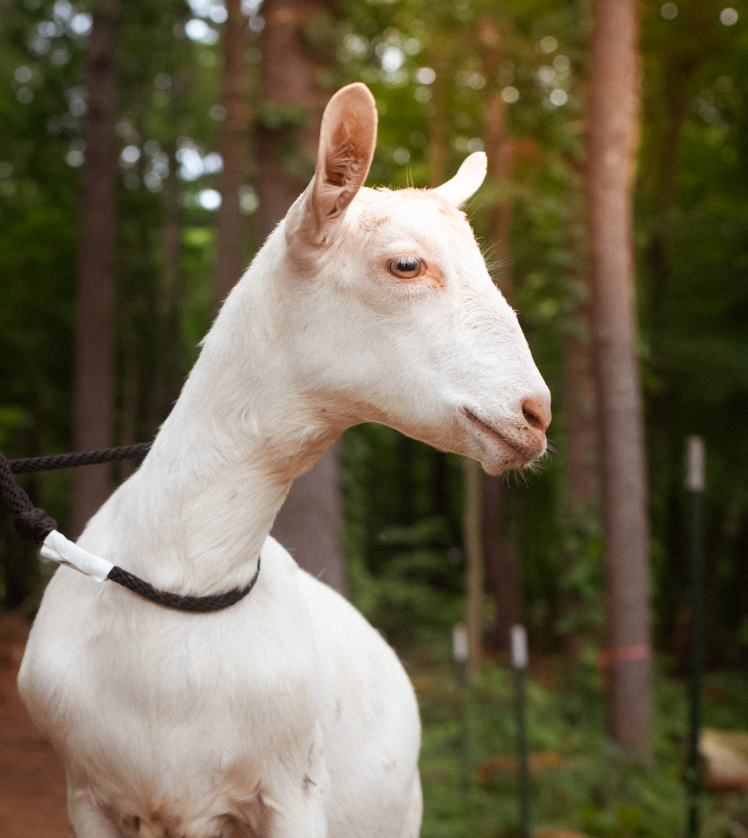 Mary Jane, Saanen dairy goat at Ginger Bee Farm