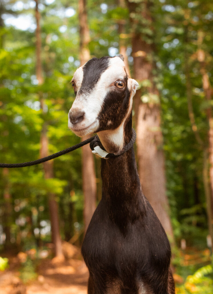 Pebbles, LaMancha dairy goat at Ginger Bee Farm