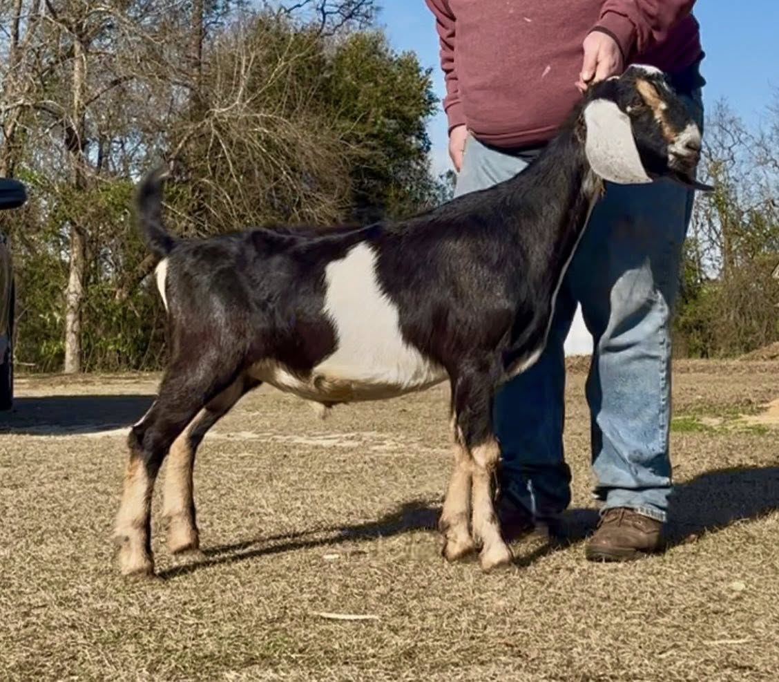 Congaree Razz Apache