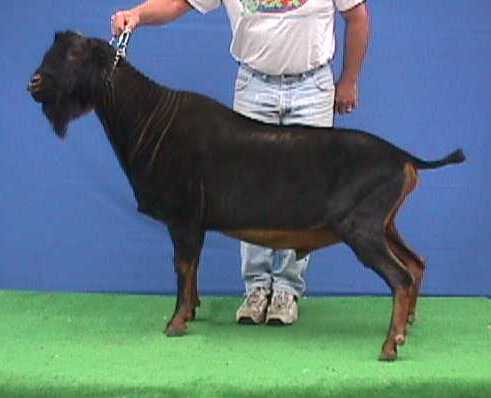 SGCH Quixote Kate's Kareem
