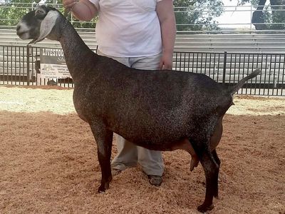 SGCH Wingwood Farm Tim's Althea