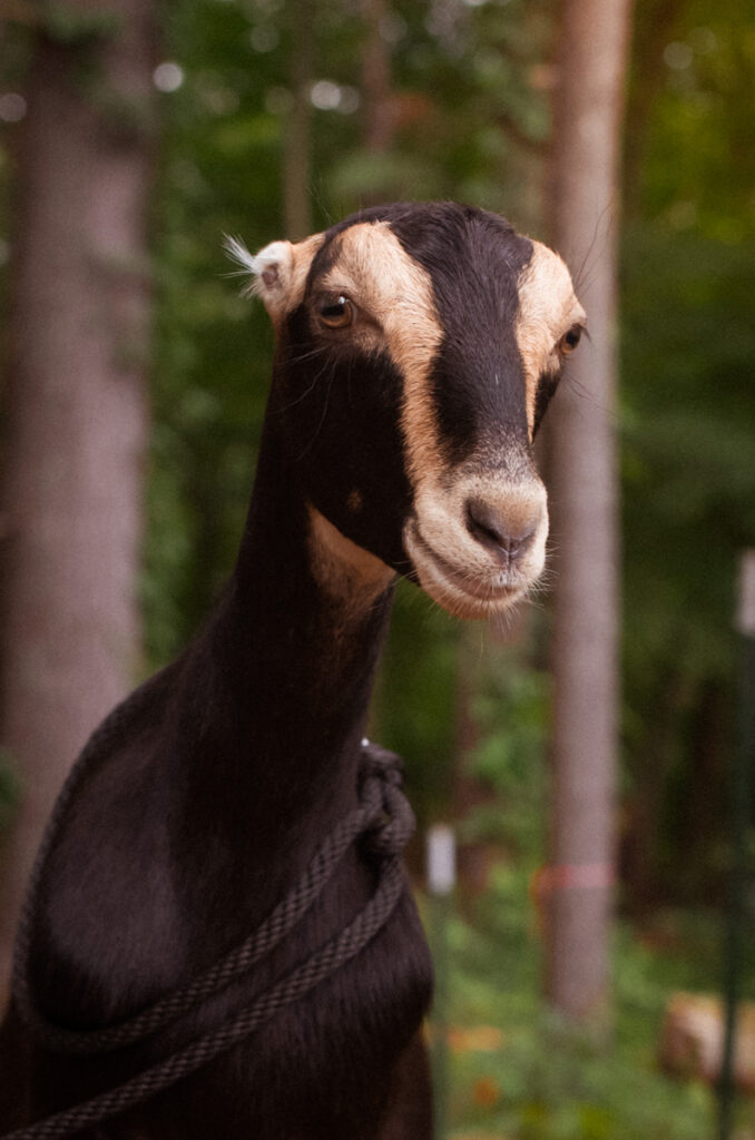 Tipsy, dairy goat at Ginger Bee Farm