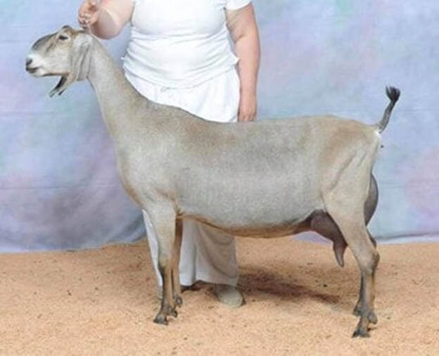 SGCH Wingwood Farm Sweet Avina