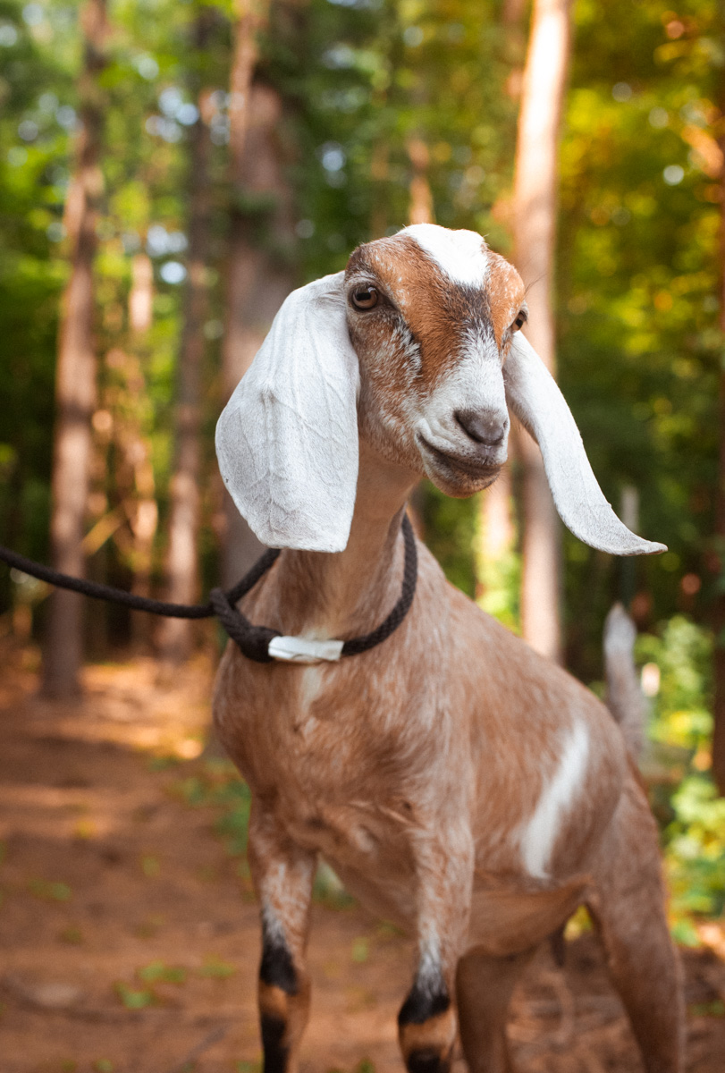 Dairy goat at Ginger Bee Farm