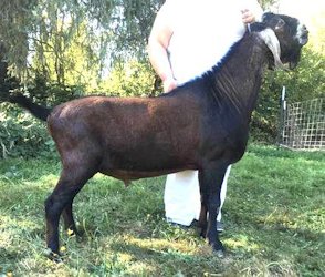 SG My-Enchanted-Acres LM Candyman