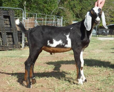 Latte Da FA-JR Atlas