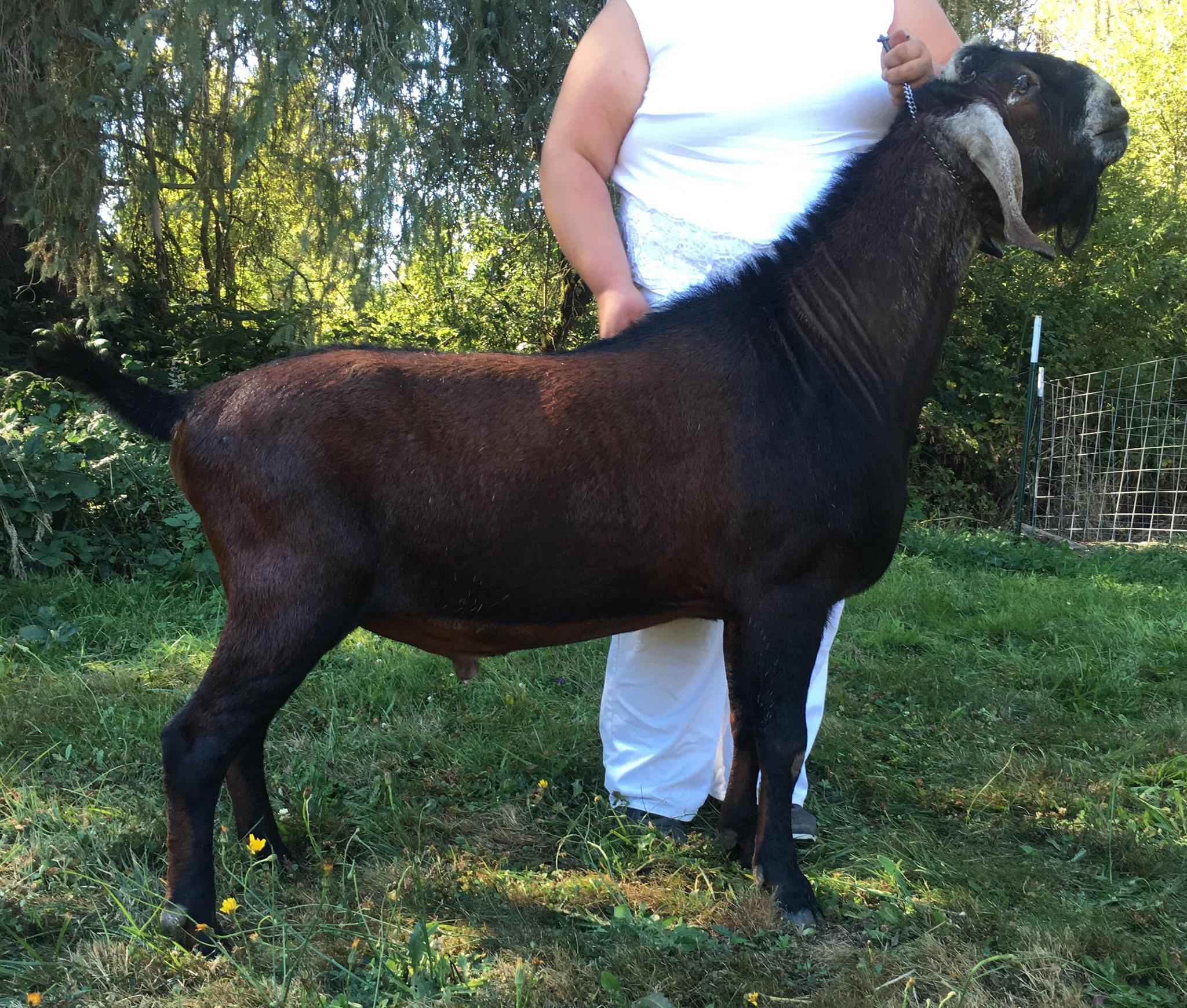 SG My-Enchanted-Acres LM Candyman