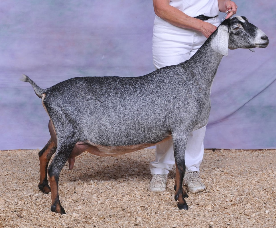 SGCH Latte Da Lady Charlotte