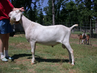 SGCH Latte Da Lightning Chaser