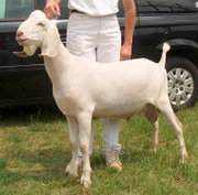 SGCH Latte Da Lightning Chaser