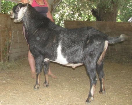 SGCH Wingwood Farm Lucky Amadeus