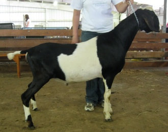 SG Wingwood Farm Real Tactitian