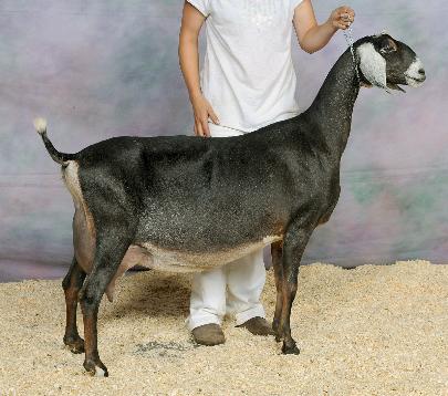 SGCH Wingwood Farm Tim Aminance