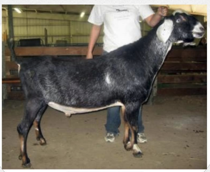SGCH Wingwood Farm TS Timothy