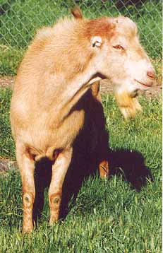 Latte DA QK Shy's King Kalmar