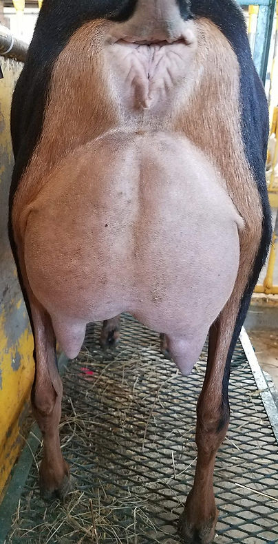 Brookwood Ferrari Hobey
