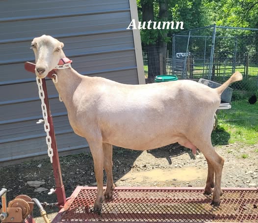 Meraki VG Autumn