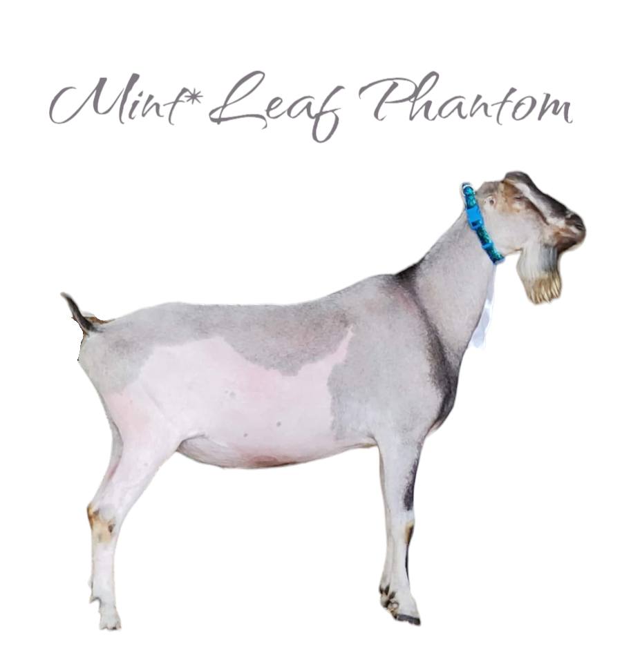 Mint*Leaf Phantom