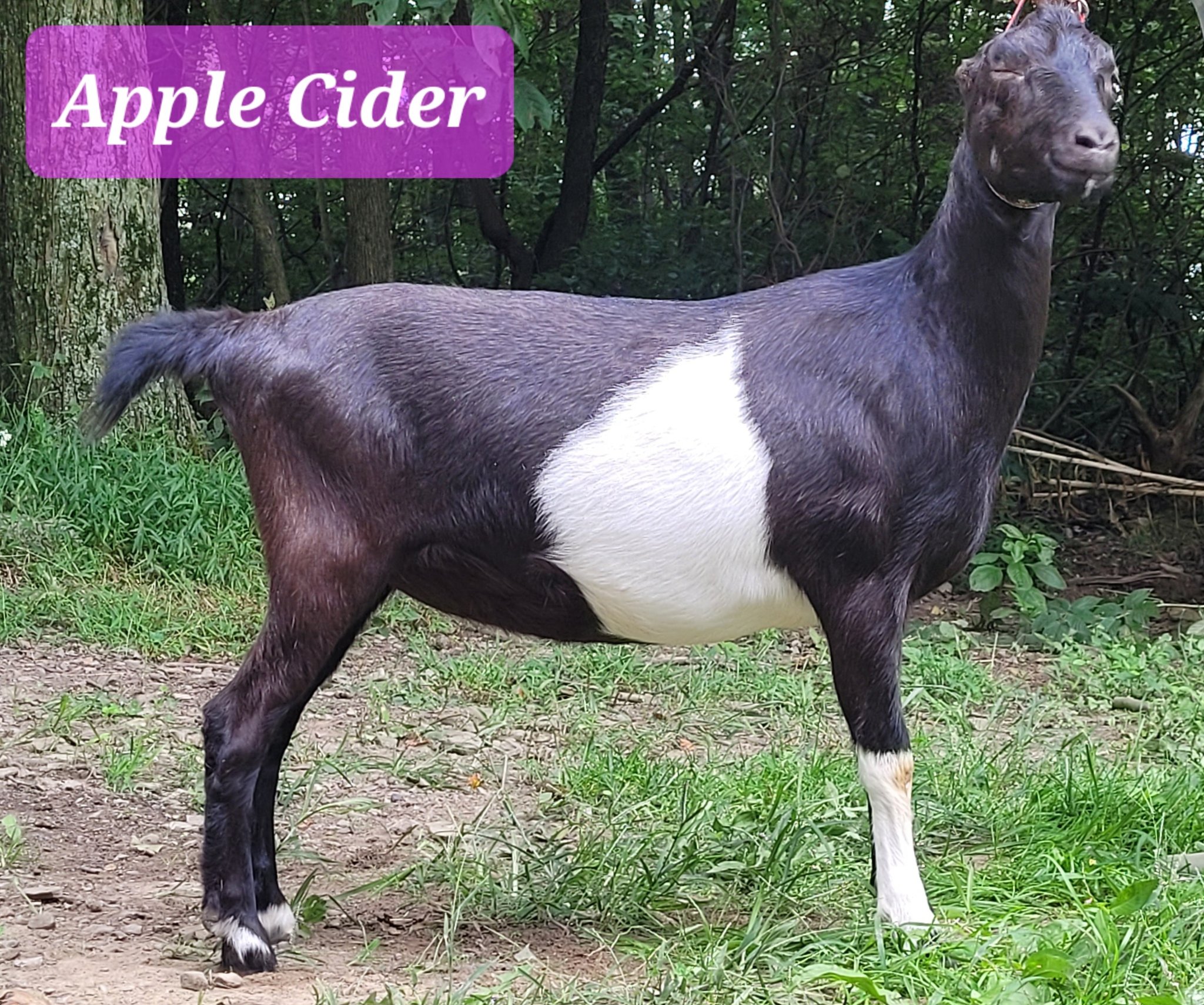 Starkroft Apple Cider