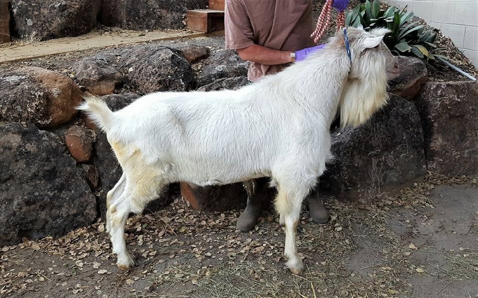 Cisco SFT Chard Gandalf