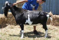 SGCH Double-T-Ranch SL Cheyenne