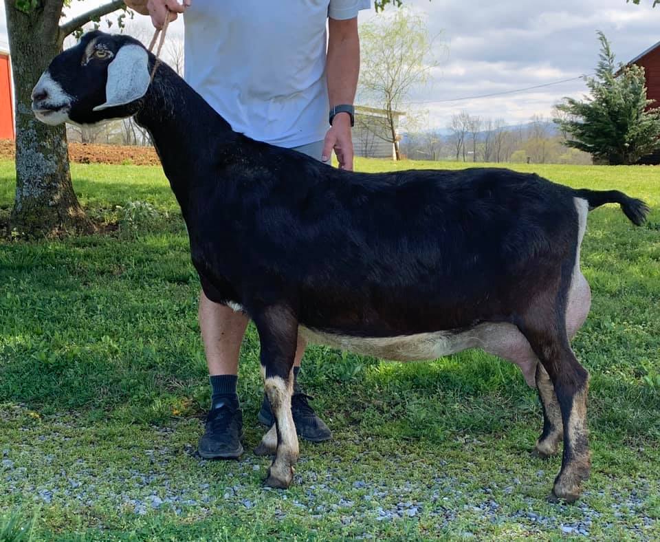 GCH Foxwood Jock's Pride