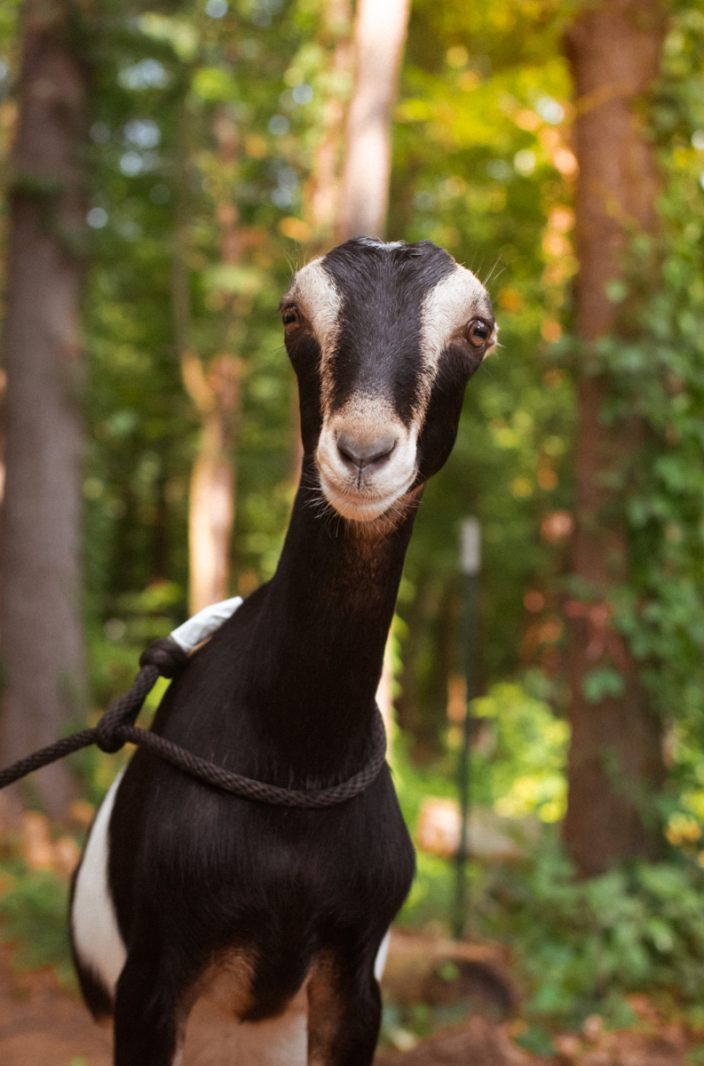 Kendall, dairy goat kid at Ginger Bee Farm
