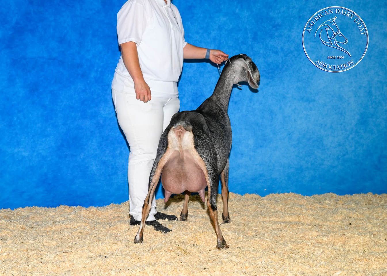 GCH Lucky Run Farm AZ Camelot