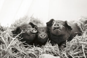 Kune Kune piglets at Ginger Bee Farm in Plaistow, New Hampshire