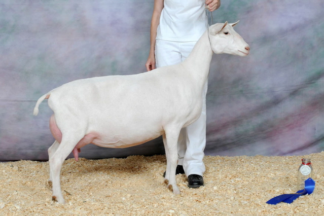 GCH Hoanbu CO Marie Laveau