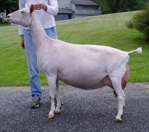 SGCH Louglin's Shesastonecoldfox